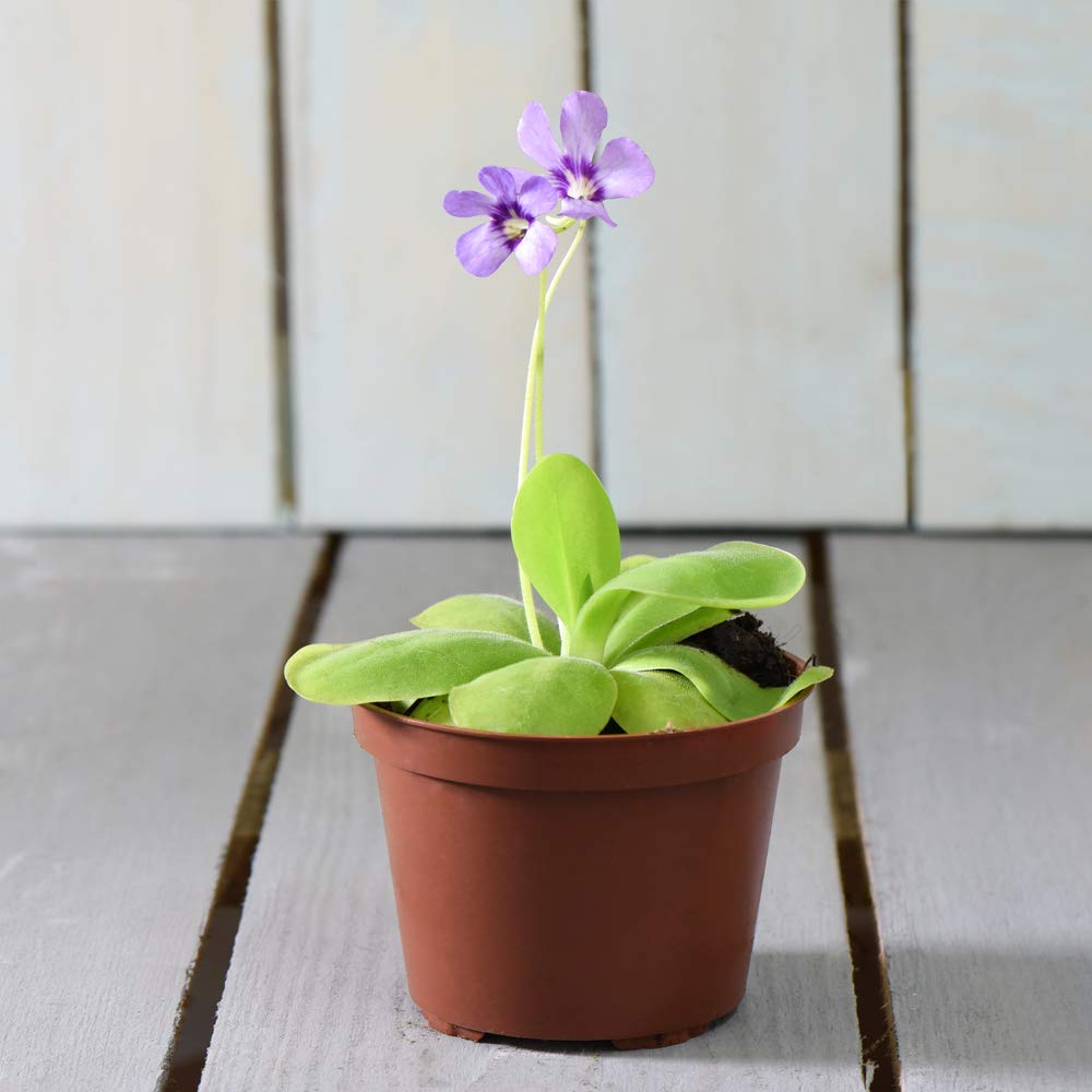Fly Trap Carnivorous Indoor Plant Mexican Butterwort Fly Catcher Hybrid Flower, 1 x Pinguicula