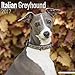 Italian Greyhound Calendar 2017 - Dog Breed Calendars - 2016 - 2017 wall calendars - 16 Month by Avonside
