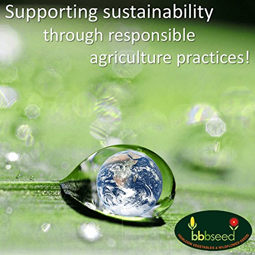 Partial Shade Wildflower Seeds Bulk OpenPollinated Wildflower Seed