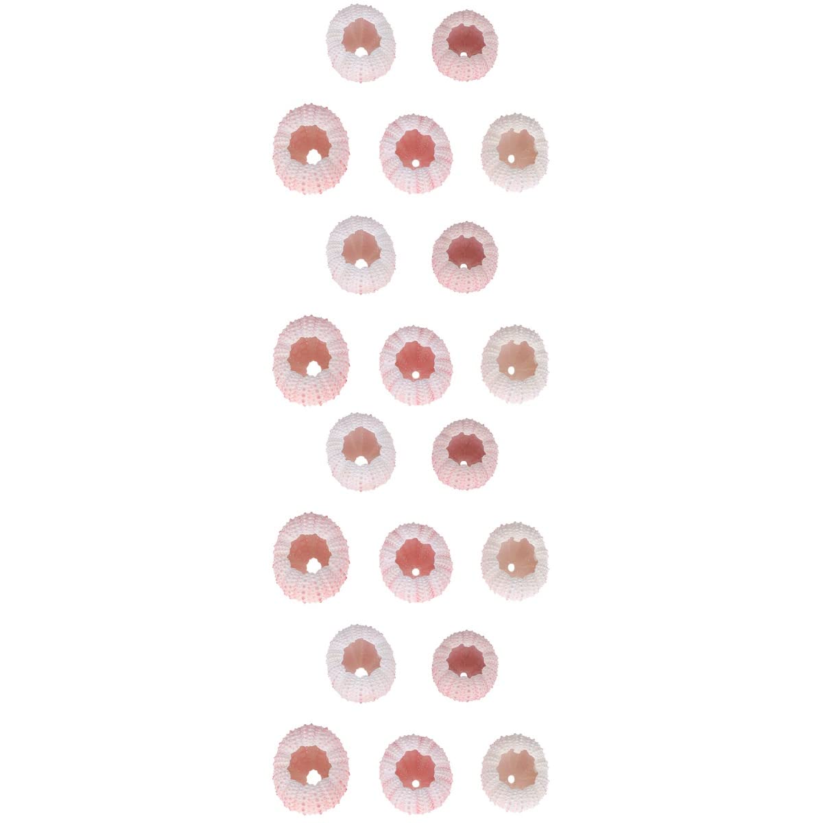 EXCEART Natural Sea Urchin Shell Air Plant Pot 2.36X1.97X1.97In Nautical Home Ornament 20 Pack Tabletop Decoration Small Air Plant Planter