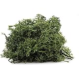 Forest Green Preserved Reindeer Moss - Indoor Outdoor for Potted Plants, Terrariums, Fairy Gardens, Arts and Crafts or Floral Decor Design (Green)