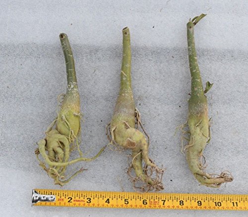 1 Caudex+Bonsai+very+rare+quantities+new+new+new