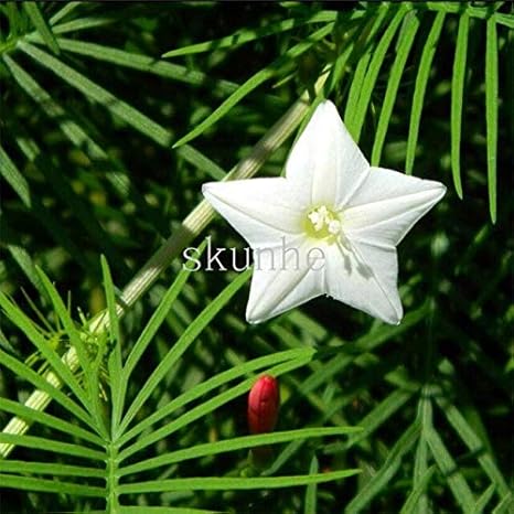 Amazon フェザー葉ディル盆栽5つ星の花の盆栽椰子の葉丸い葉の肥料肥料種の花100個 苗 2 観葉植物 オンライン通販