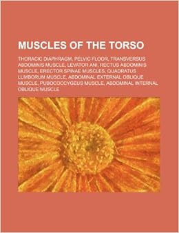Muscles Of The Torso Thoracic Diaphragm Pelvic Floor