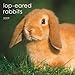 Lop-Eared Rabbits 2009 Square Wall Calendar (Multilingual Edition) by