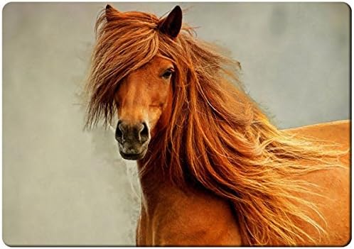 Handsome brown horse fridge magnet