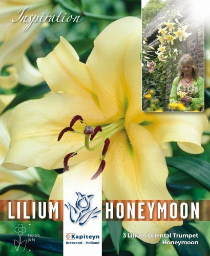 Baum Lilie Honeymoon 3 Zwiebeln