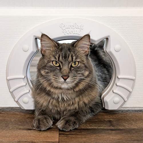 Cat Doors & Flaps What Cats Need
