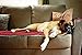 American Kennel Club Pet Throw, Red