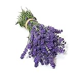 David's Garden Seeds Herb Lavender Munstead Type