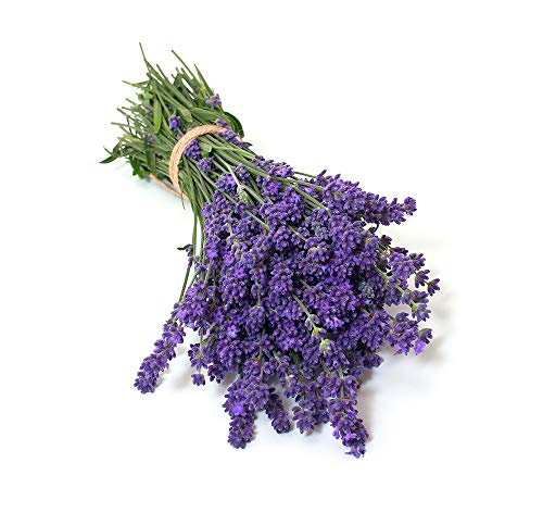 David's Garden Seeds Herb Lavender Munstead Type SL943PV (Purple) 200 Non-GMO, Open Pollinated Seeds David's Garden Seeds Herb Lavender Munstead Type SL943PV (Purple) 200 Non-GMO, Open Pollinated Seeds