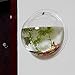 Kathson Home Decoration Pot Wall Hanging Mount Bubble Aquarium Bowl Fish Tank Aquarium