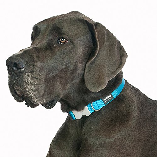 Red Dingo Classic Turquoise Dog Collar, Small/12mm