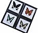 REAL MIXS 4 BUTTERFLIES DISPLAY INSECT TAXIDERMY IN FRAMED FOR COLLECTIBLES
