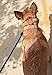GOMA Industries Dog Leash - Best Heavy Duty and Reflective Lead - 100% Nylon Increased Safety leashes for Night Walking - for Small, Medium and Large Sized Breed - Made with Mountain Climbing Rope