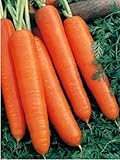 100 Scarlet Nantes Carrot Seeds