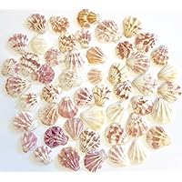 Goldenvalueable Thick Scallops - Bag of Approx. 50 Seashells