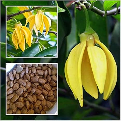 Amazon Co Jp イランイラン Manorangini 原 チャンパ Kantaliチャンパを登ります 有名なartabotrysのhexapetalusの弟 この種 種子から Karawekを 育て方 弱酸性又は中性のいずれかの良い庭の土を使用して 種をまきます ホーム キッチン