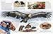 Eyewitness Eagle and Birds of Prey: Discover the World of Birds of Prey―How They Grow, Fly, Live, and Hunt (DK Eyewitness)