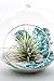 Air Plant Terrarium Kit | Aqua Crunch | Natural Accents Series | Complete Tillandsia Gift Set | 4” Glass Globe | Nautical Crush Trading TM