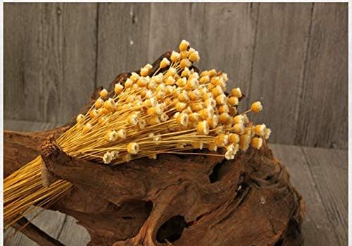 XIZHI 250 Stems Natural Dry Flowers Brazilian Small StarDaisy Decorative Dried Flowers Mini Daisy Chamomile Bouquet for Wedding DIY Home Party - Image 5