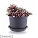 T4U 3 inch Plastic Garden Flower Planter Pot Saucer Trays Round for Holding Water Drips and Soil (Dark Grey, Set of 10), Pallet Base Container for Holding Cactus Herb Indoor Outdoor Gardening
