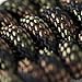 Titan Paracord Survival Bracelet | DRAGONSCALE | MEDIUM (Fits 7