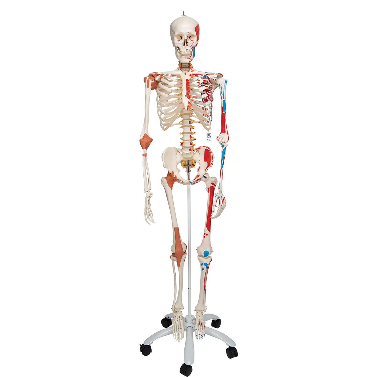 3B Scientific Human Anatomy Skeleton Model Sam - with Muscles and Ligaments, On Pelvis Mounted Rolling Stand A13 + free Anatomy App - 3B Smart Anatomy