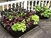 2 ft X 2 ft Victory 8 EZ-GRO Small Square Fabric Raised Bed Garden Green Gardening Raised Bed, AeroFlow Fabric NO Assembly