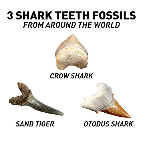 3 NATIONAL+GEOGRAPHIC+Shark+Tooth+Dig
