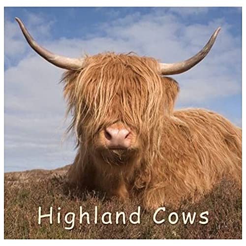 Highland Cow (Gift Book) en promo sur Amazon