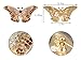Alilang Empress Monarch Winged Butterfly Crystal Rhinestone Brooch Pin