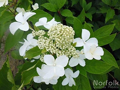 Hydrangea Paniculata Levana