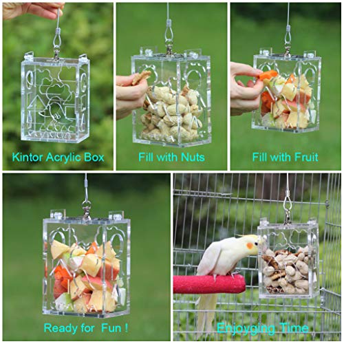 3 KINTOR+Parrot+Creative+Foraging+4+8x3+6x2+6inch
