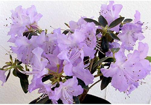 Amazon ブルー系ツツジ さざなみ3 5 4 5号ポット 薄青紫色の花のつつじ 花木の苗木 植木