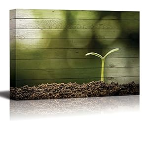 Little Plant Blooming on a Pile of Soil Over Wood Panels - Canvas Art Home Art - 12x18 inches