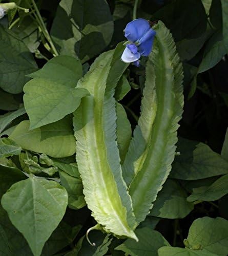 Psophocarpus tetragonolobus,Goa Bean, Winged Bean,10 Seeds, BIO hu-öko-01