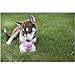 KONG Puppy Easy Treat - Easy-to-Use Pet Treat for Dog Toys - Puppy Supplies to Extend Playtime - Dog Snack Aids Weight Management - Long-Lasting Snack with Mess-Free Nozzle - Puppy Recipe