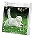Cat Page-A-Day Gallery Calendar 2017