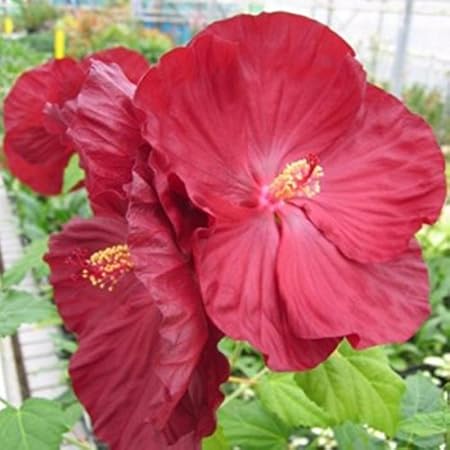 Lichtnelke Giant Hibiscus Hibiscus Moscheutos Robert Fleming Amazon De Garten