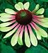 (HECON)~"GREEN ENVY" CONEFLOWER~Seeds!!!!~~~~~~Stunning Color!!!