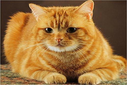 YTG Full Needlework 5D Diy Diamond Painting Cross Stitch Yellow Cat Diamond Embroidery Rubik's Cube Picture (50X40)+Gift: mobile phone bracket