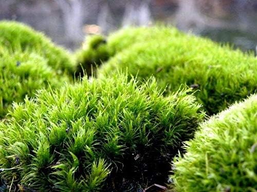 Miniature Preserved Mood Moss Fairy Garden Dollhouse Terrarium 4 oz MO