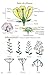 Rocky Mountain Wildflowers Field Guide