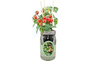 Environet Hydroponic Tomato Growing Kit, Self-Watering Mason Jar Tomato Garden Starter Kit Indoor, Grow Tomatoes from Organic Seeds (Tiny Tim Cherry Tomato)