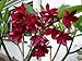 8 Inch to 12 Inch Cutting Rooted Plumeria Plants Free Permit Name"siam Red"