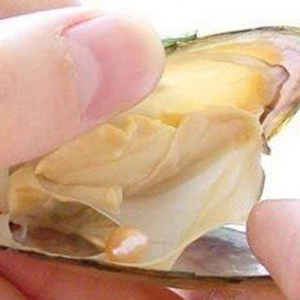 Banlany Vacuum Packaging Mussel Oyster Drop Pearl Pendant Pearls Hanging Jewelry Organizers