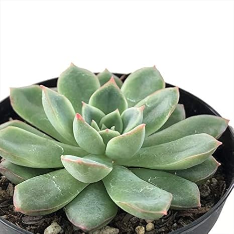 Amazon Co Jp 多肉植物 Skエケベリア カリビアンクルーズ 多肉植物 エケベリア 7 5cmポット ホーム キッチン