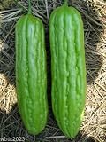 Bitter Gourds Seeds (Asian vegetable) "Green Skin" - 8-10" long - balsam pear(25 Seeds)