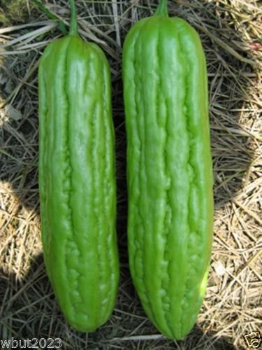 Bitter Gourds Seeds (Asian vegetable) "Green Skin" - 8-10" long - balsam pear(25 Seeds)